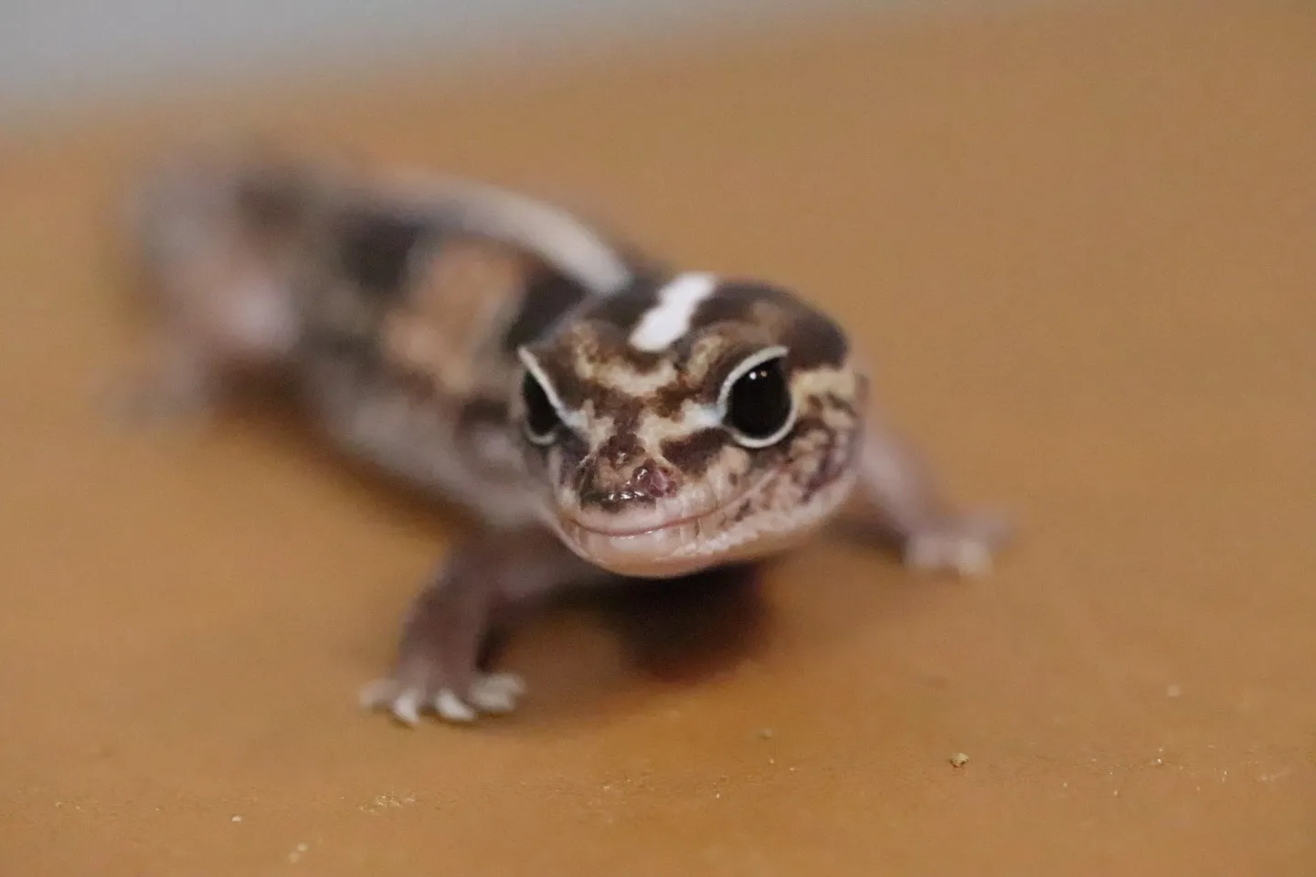 ニシアフリカトカゲモドキ🦎