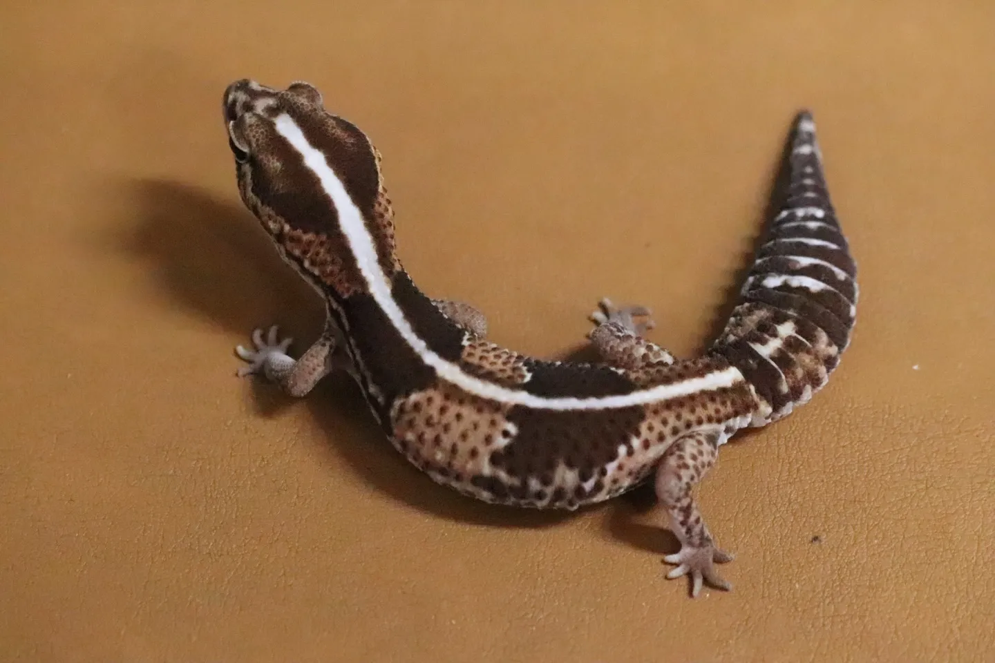 ニシアフリカトカゲモドキ🦎