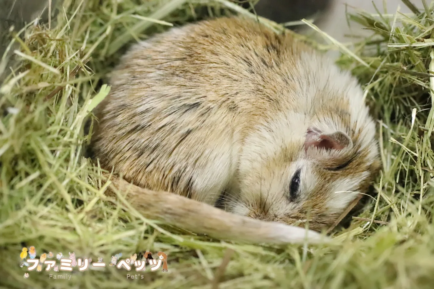 牧草の中で🐭