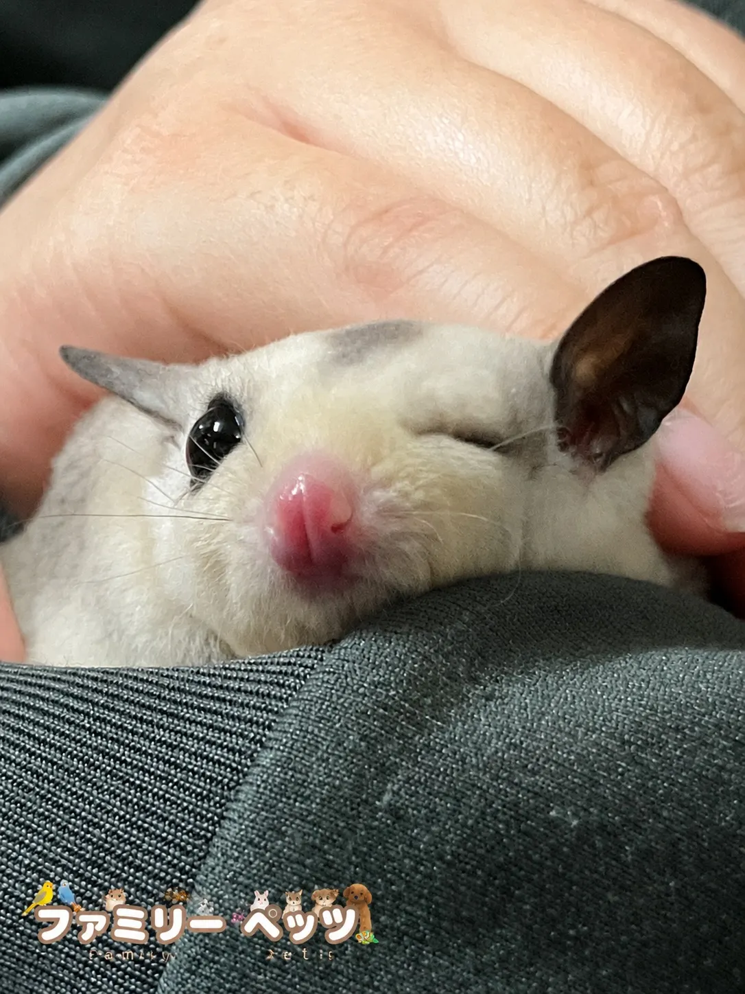 モモンガとのふれあい🐾