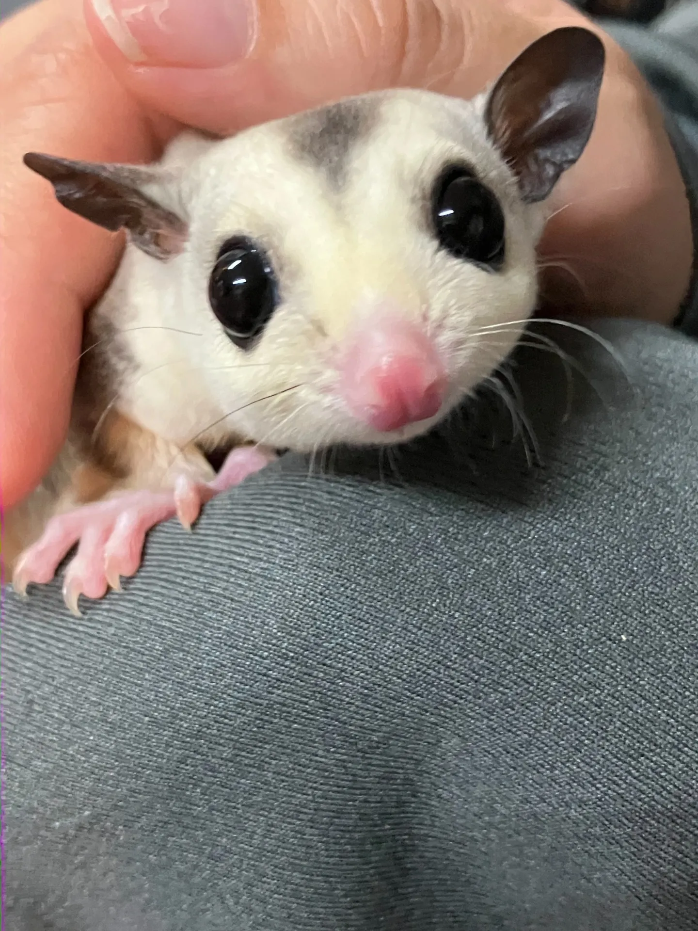 モモンガとのふれあい🐾