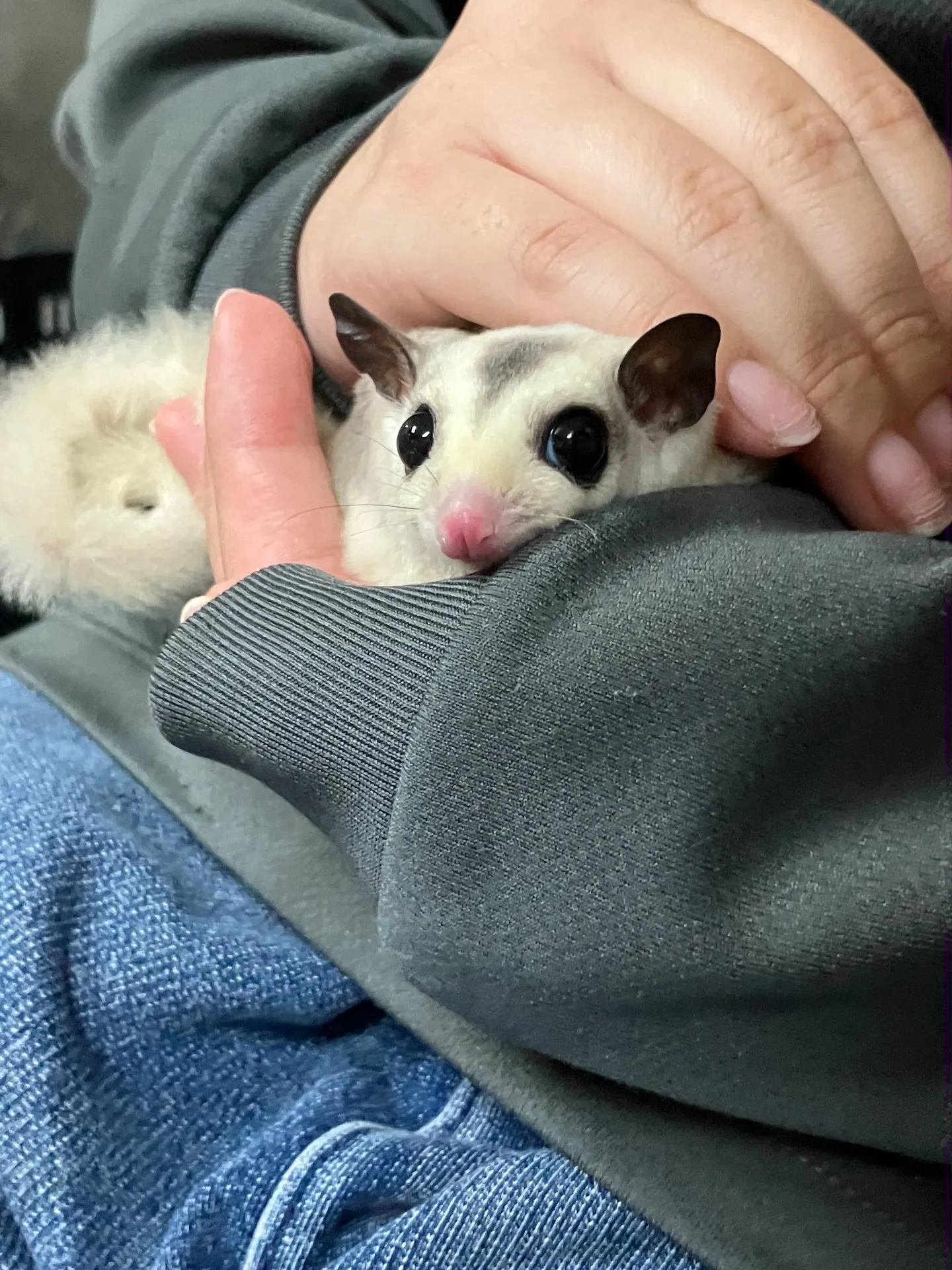 モモンガとのふれあい🐾
