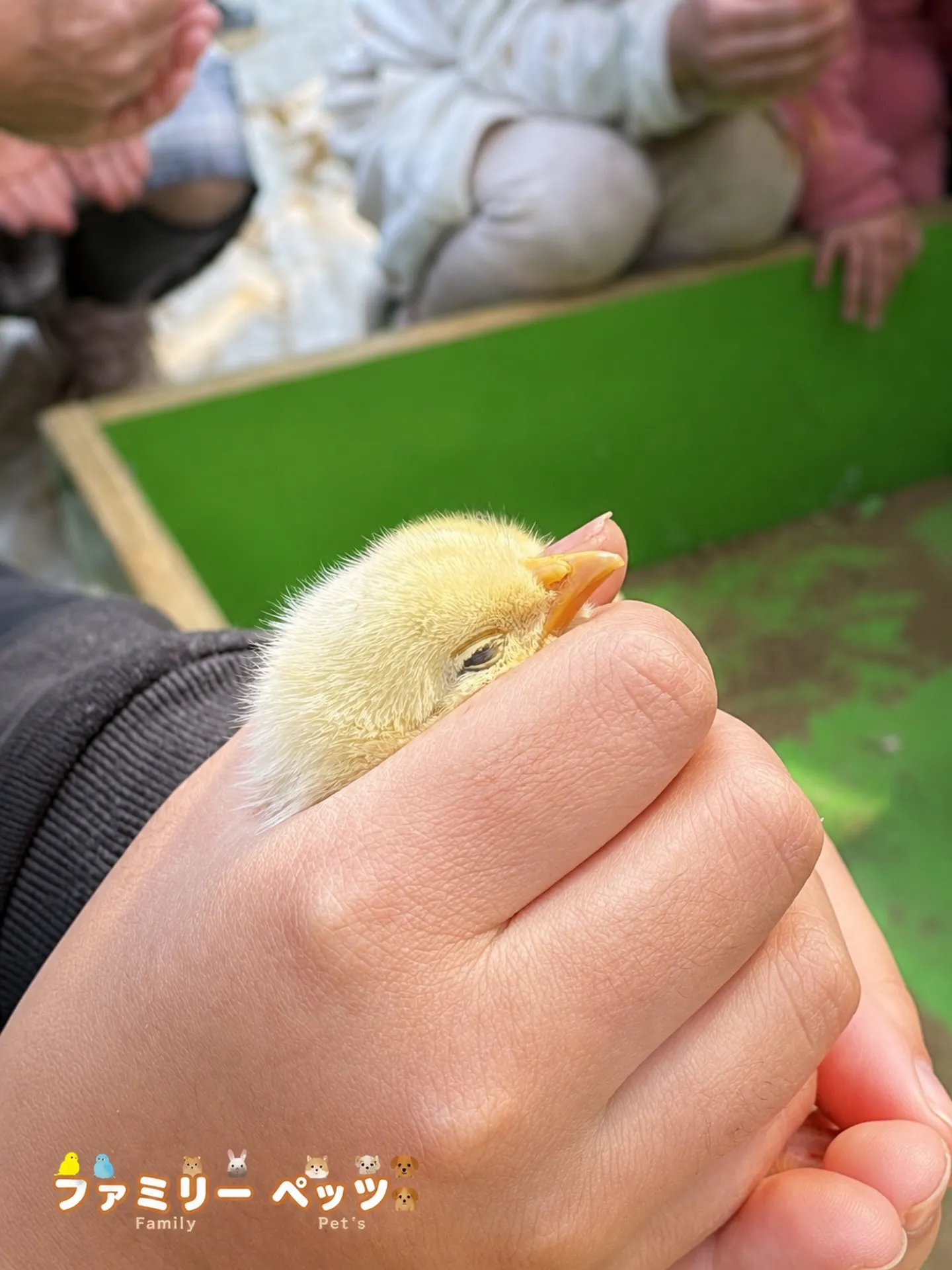 ヒヨコとのふれあい🐥