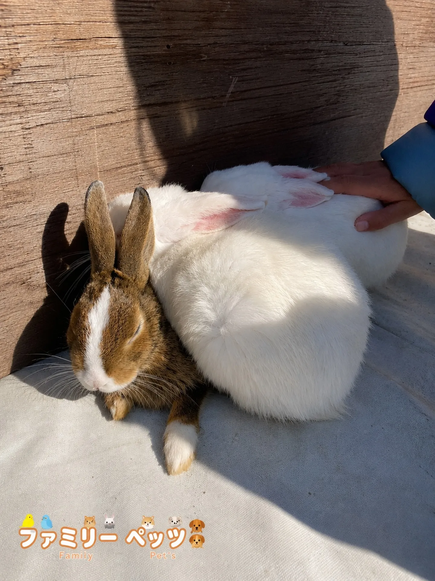 うさぎたち🐰