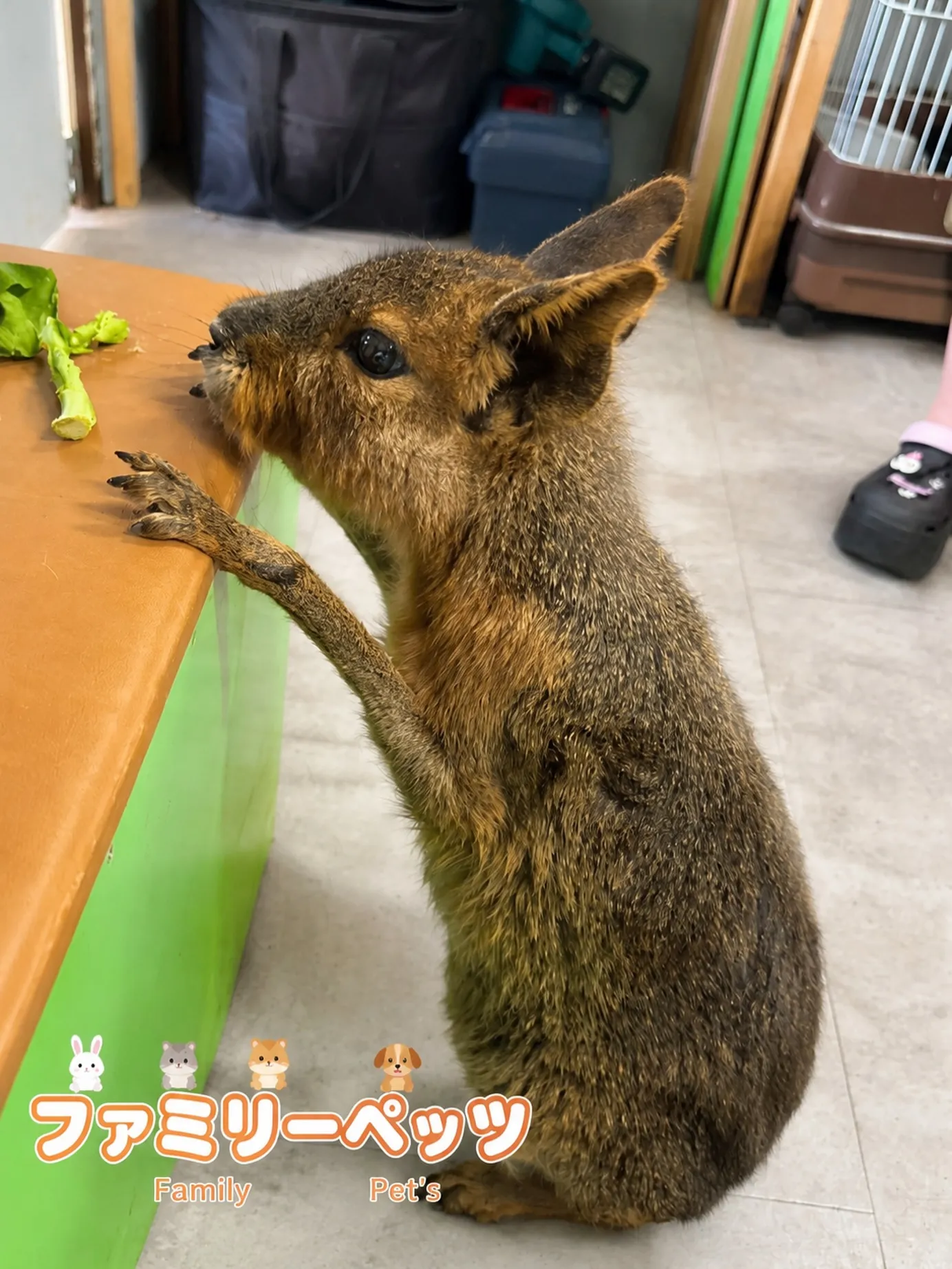 ごはん発見👀🥬