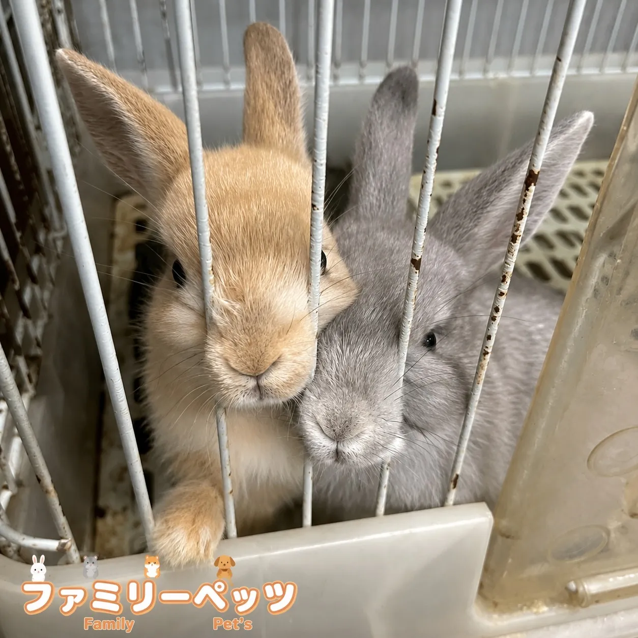 仲良く並んで🐰