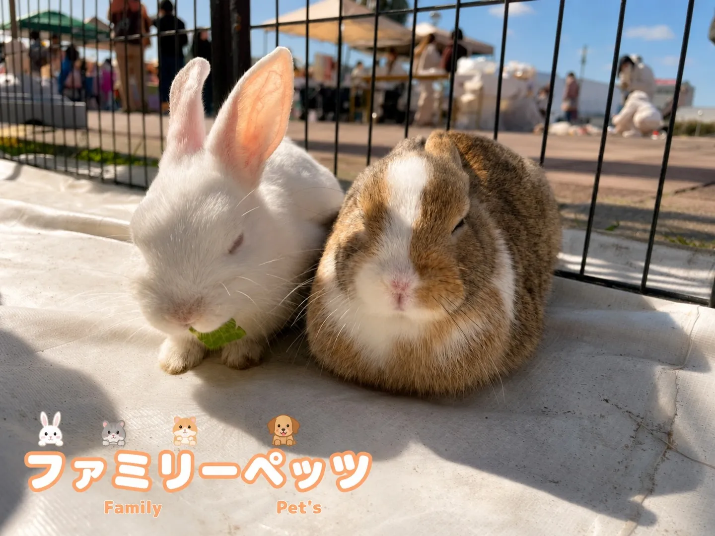 立派なマフラー🐰