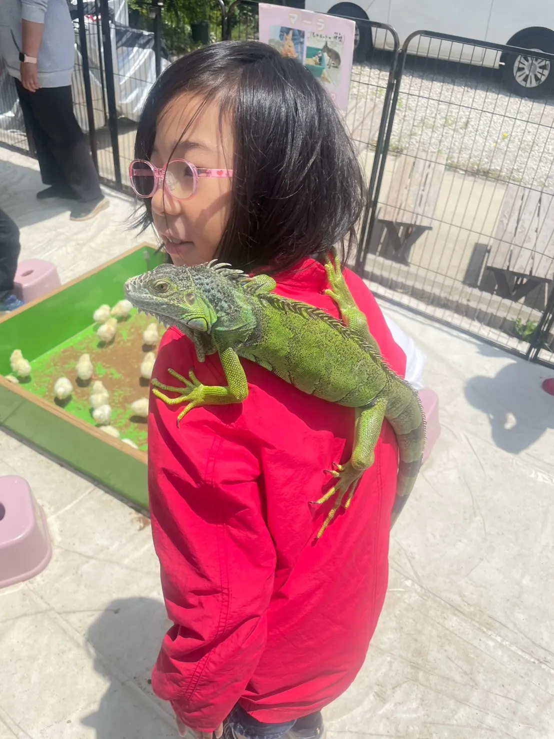 イグアナとふれあい📸🦎