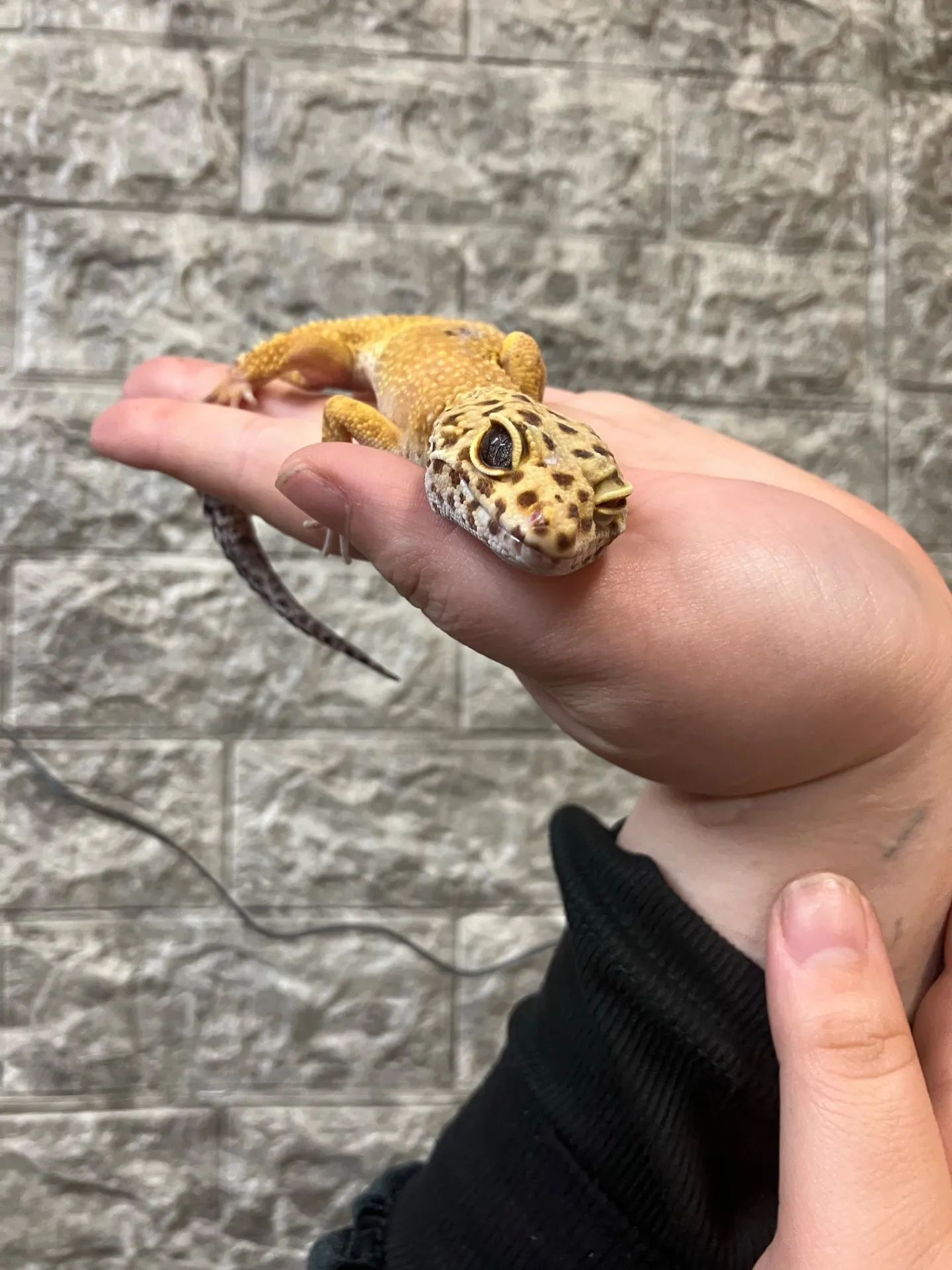 動物カフェとレオパ体験を千葉県船橋市で楽しむための選び方と活用ガイド