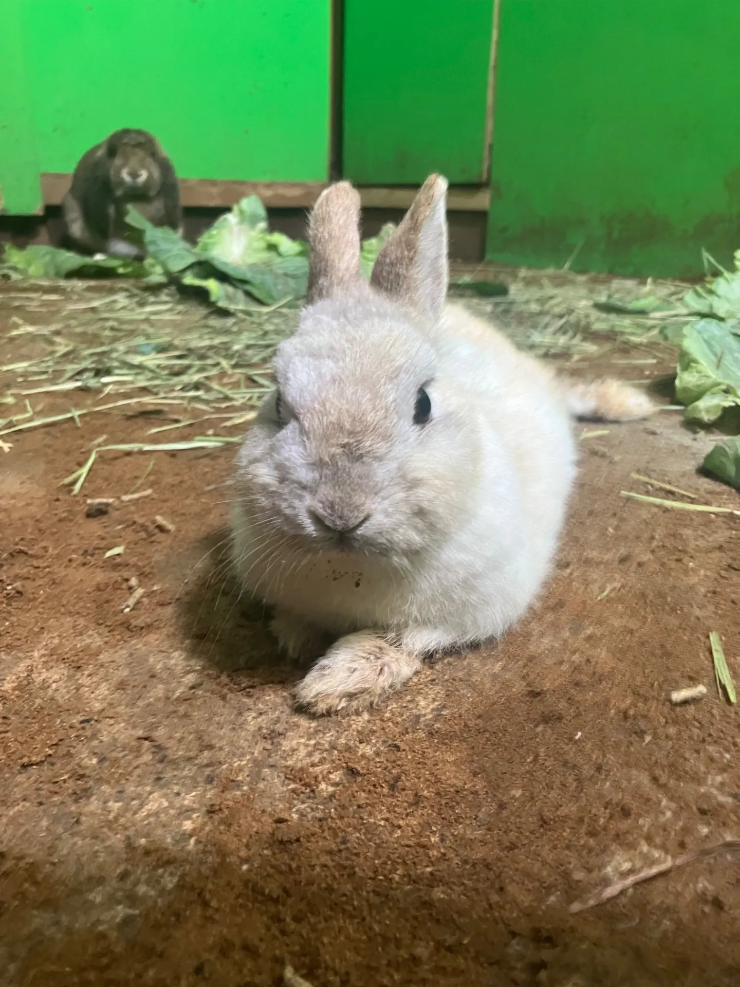 動物好き必見船橋市で学ぶうさぎの生態と千葉県に息づく暮らし