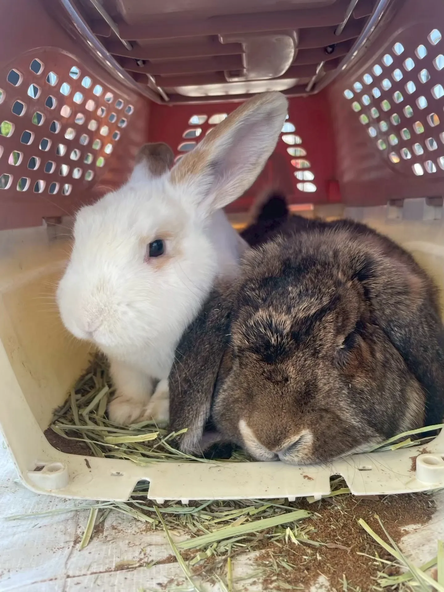 なかよく待機中🐰