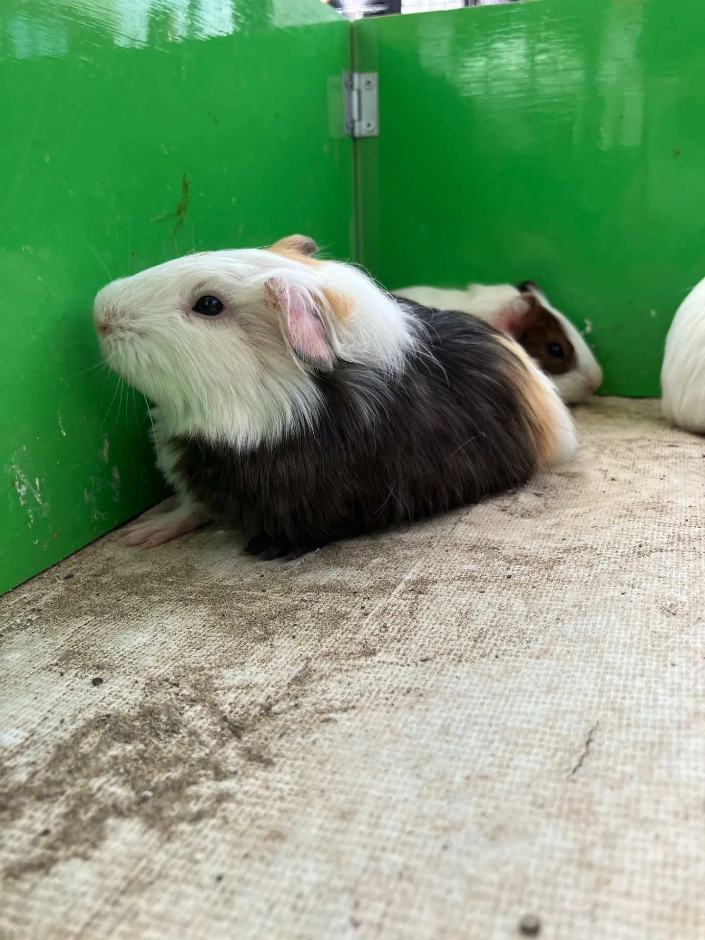 動物園でモルモットとふれあう千葉県松戸市の安心体験方法と最新ガイド