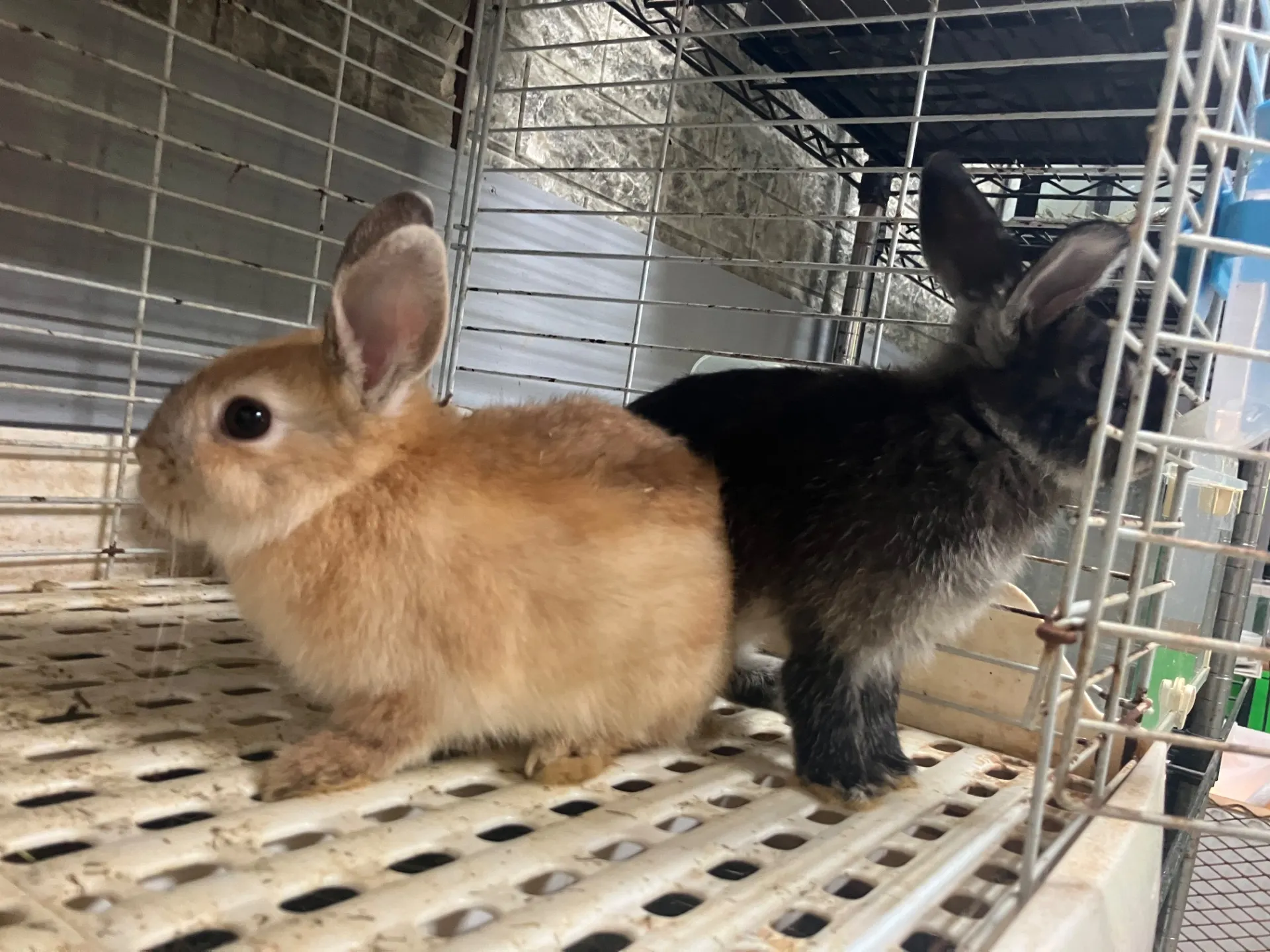 動物好き必見千葉県船橋市でうさぎの気持ちを深く理解し幸せなふれあいを実現する方法