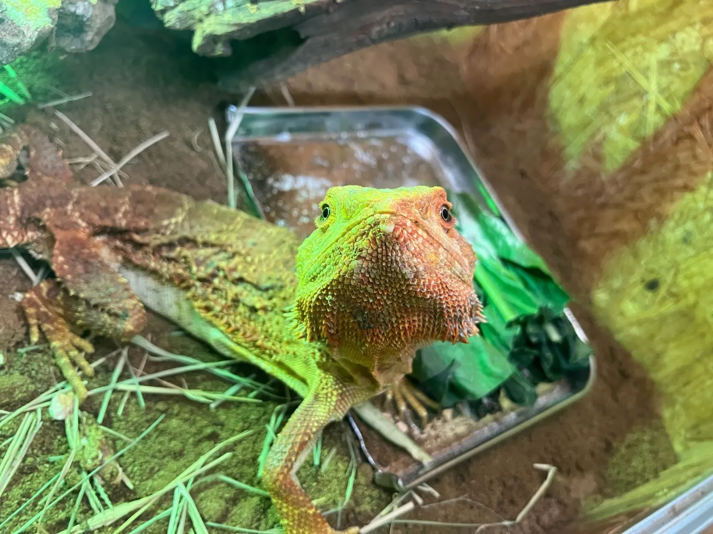 撮ってたら気づかれました🦎📸