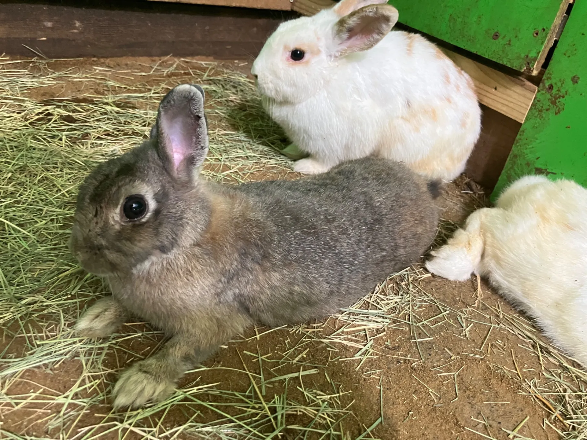 動物と千葉県でグランピング体験し野生動物観察を楽しむ方法