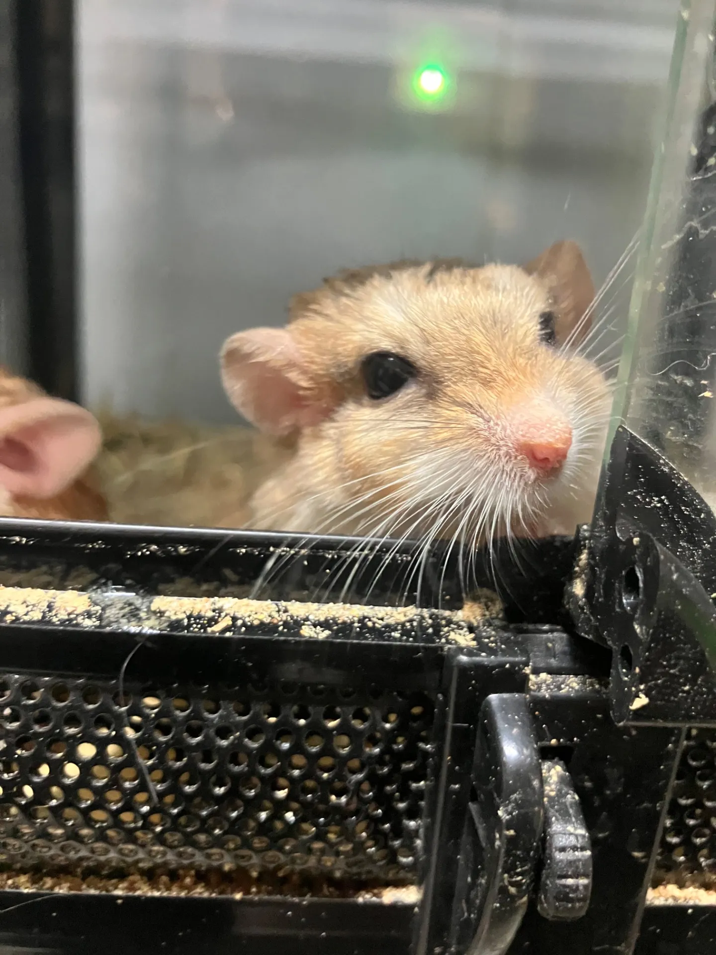 動物と暮らす梅雨のダニ対策実践法と快適な室内環境維持のポイント