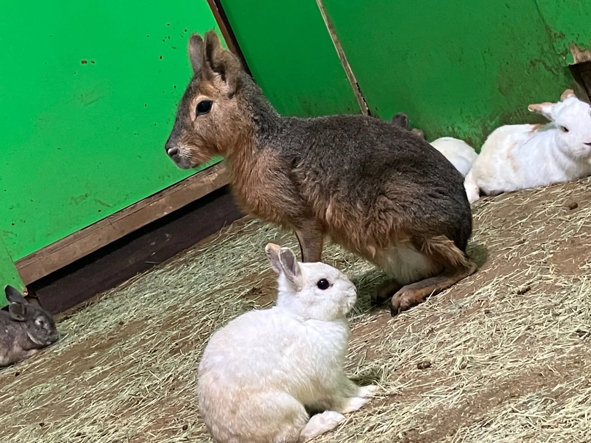 動物園で千葉県船橋市の夏を満喫する楽しみ方と涼しく快適に過ごすコツ