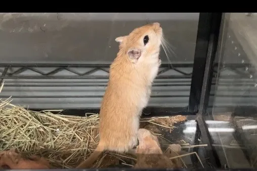 動物園で夏休みを満喫する千葉県船橋市の移動動物園とおでかけ体験ガイド