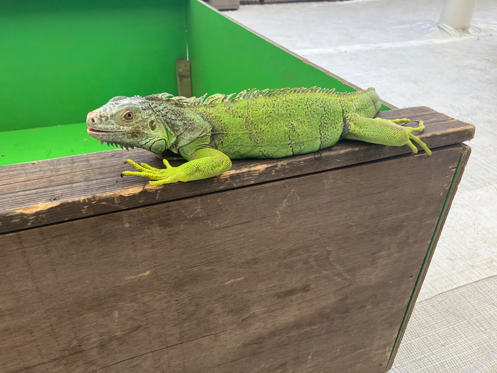 動物カフェで千葉県船橋市の珍獣とふれあい非日常を楽しむ体験ガイド