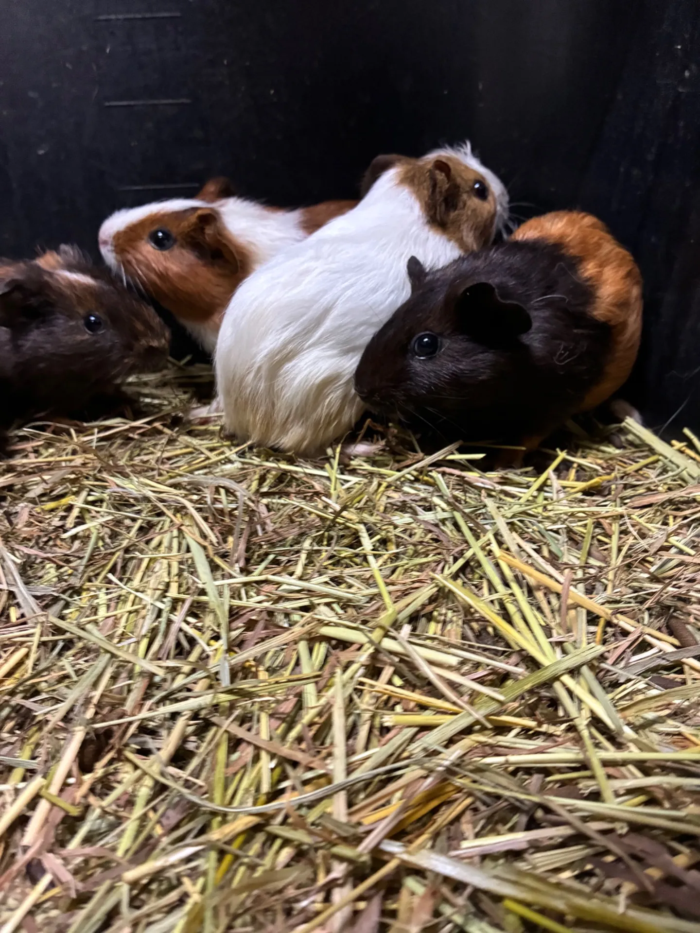 動物園で千葉県船橋市のシルバーウィークおでかけ家族満足プラン