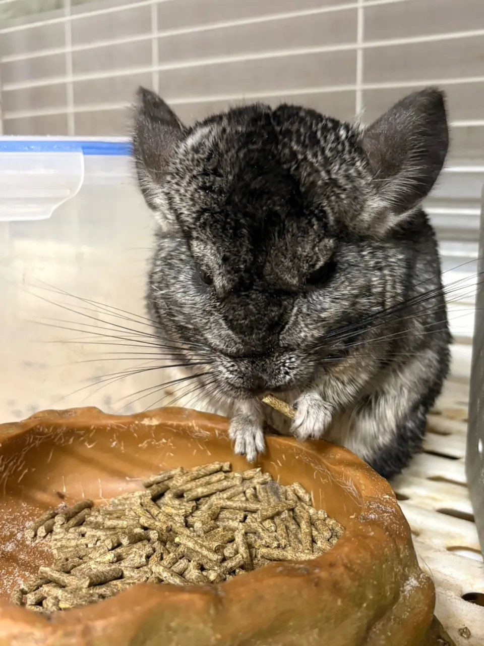 動物と千葉県船橋市で寒さに強いペットを安心して迎えるためのガイド