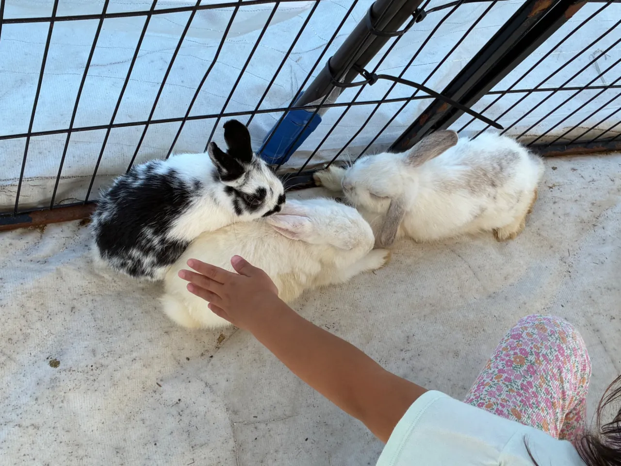 動物好き必見うさぎのネザーランドドワーフとロップイヤーの違いを徹底比較