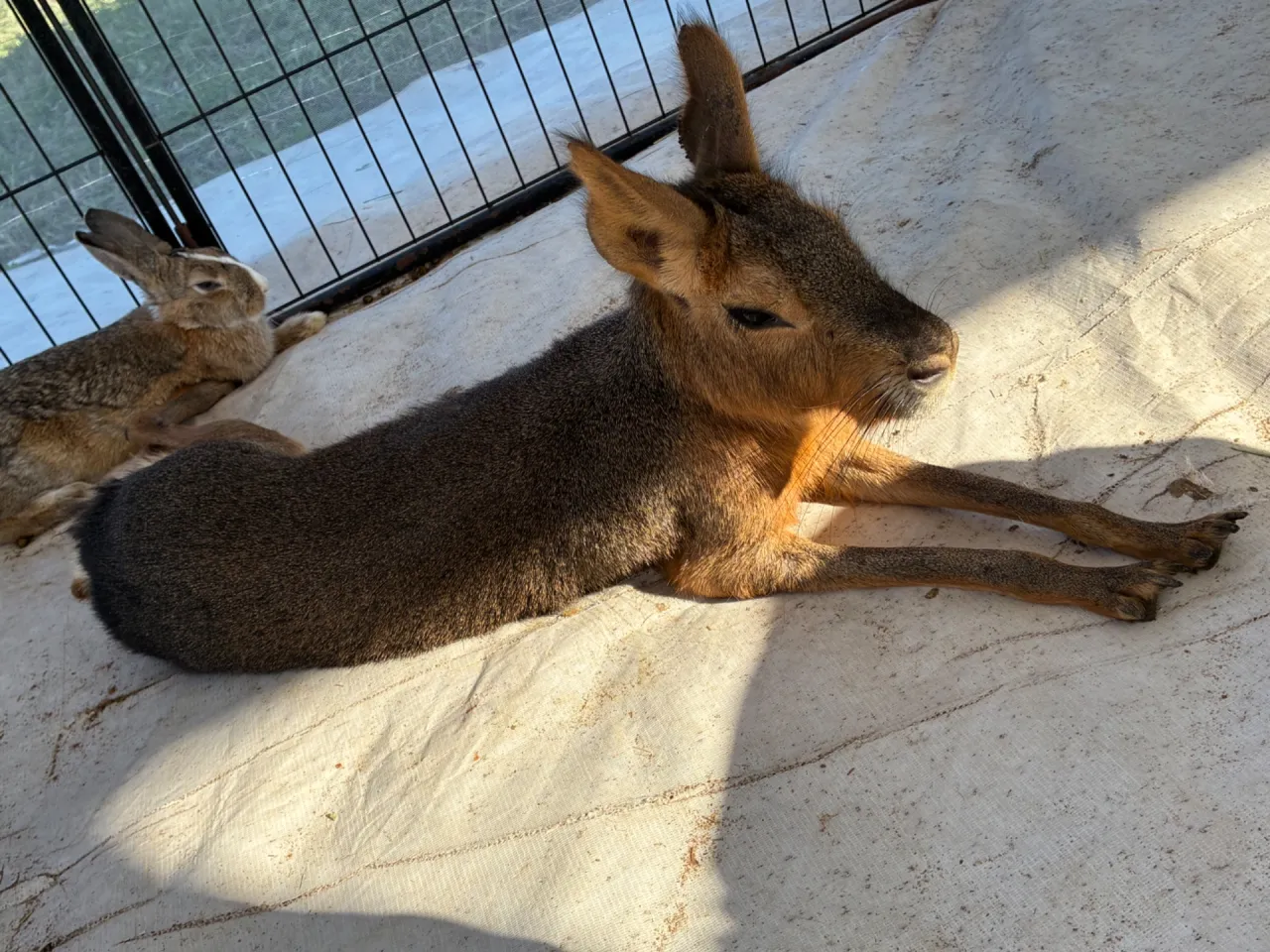 ペットショップで探すマーラの飼い方と正しい準備ポイント