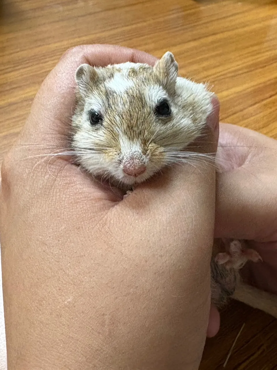 動物と子どものふれあいで注意すべき安全ポイントと実践的対策ガイド