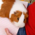 ふれあい
