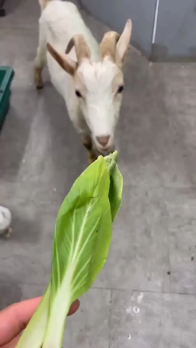 🌱野菜に夢中なしらおさん🌱