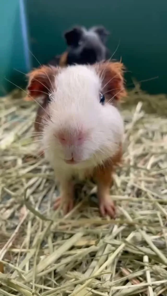 🌼ころんとかわいいモルモット🌼
