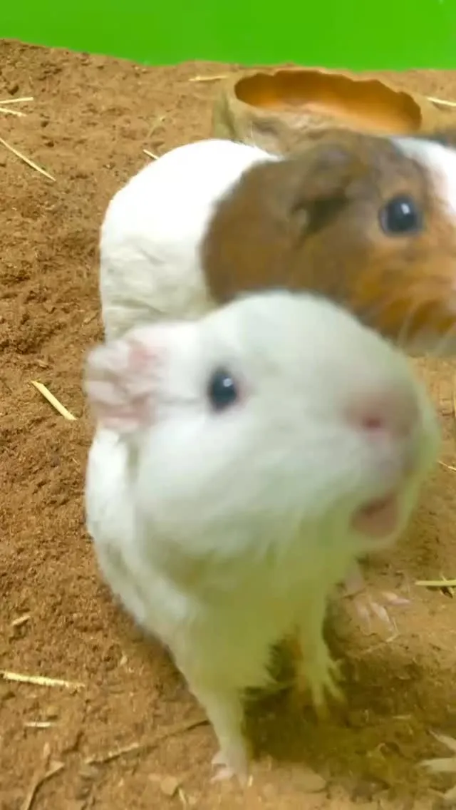 🐹モルモットの合唱タイム🎶