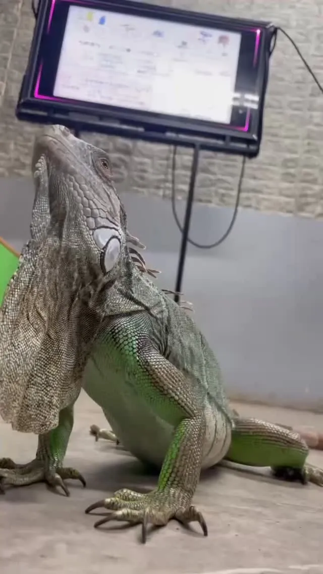 🦎たくましさ全開のイグアナ🦎