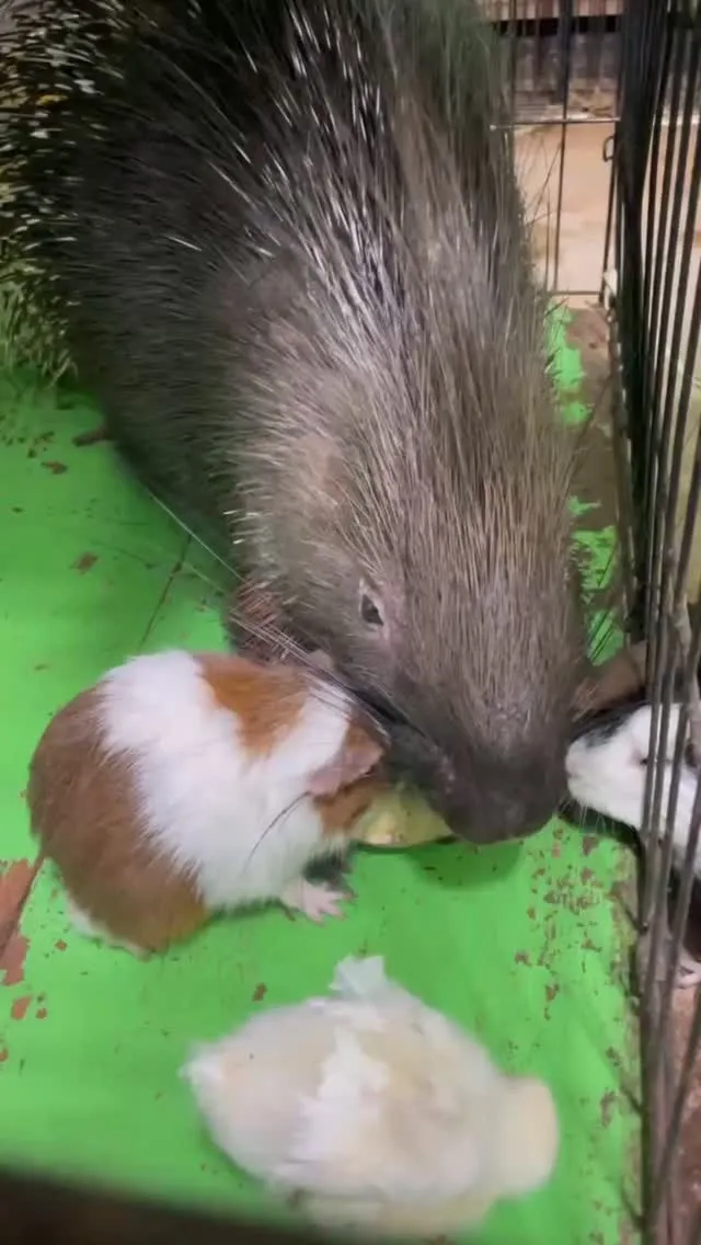 🦔ヤマアラシのさつまいも🍠🐹🐥