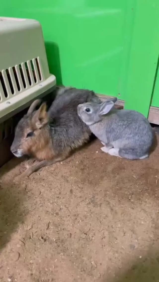 🐰まさかの毛づくろい🤍