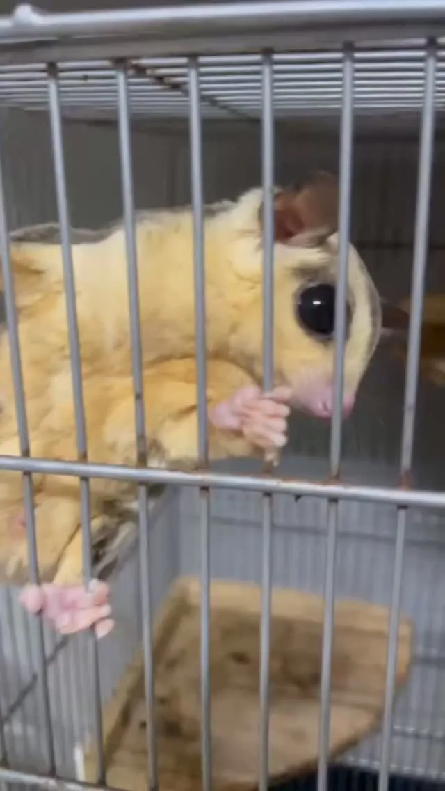 🍼モモンガの成長記録🌿