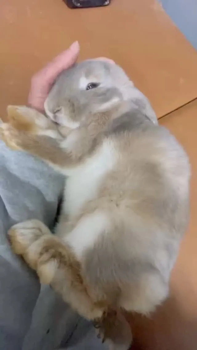 🫶 ぴったり寄り添いタイム 🐰