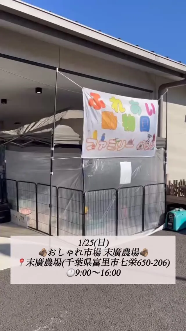 🐰🪵 本日はおしゃれ市場！ 🪵🐥