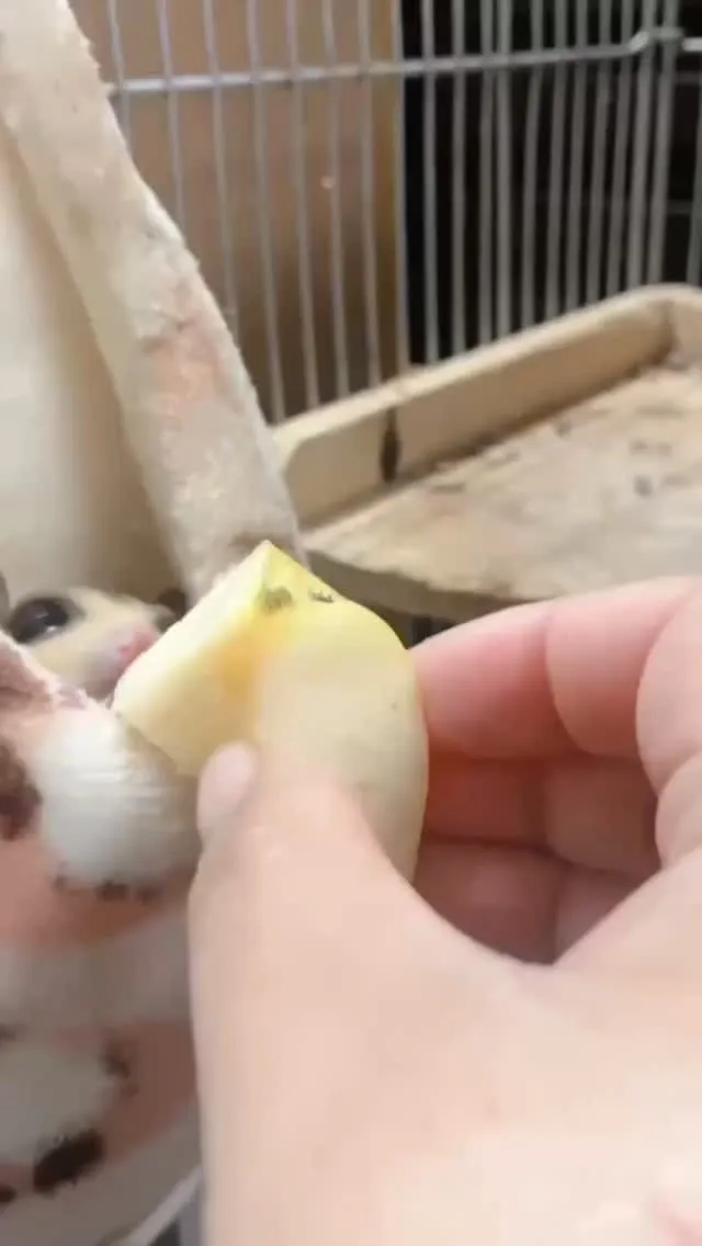 🐿️🍎 フクロモモンガのりんごタイム 🌿