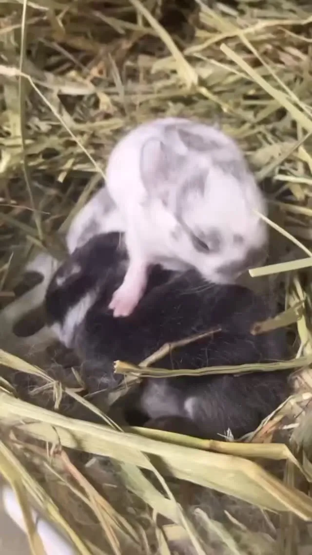 🐰🍼 生まれたばかりの赤ちゃんうさぎ 🌿