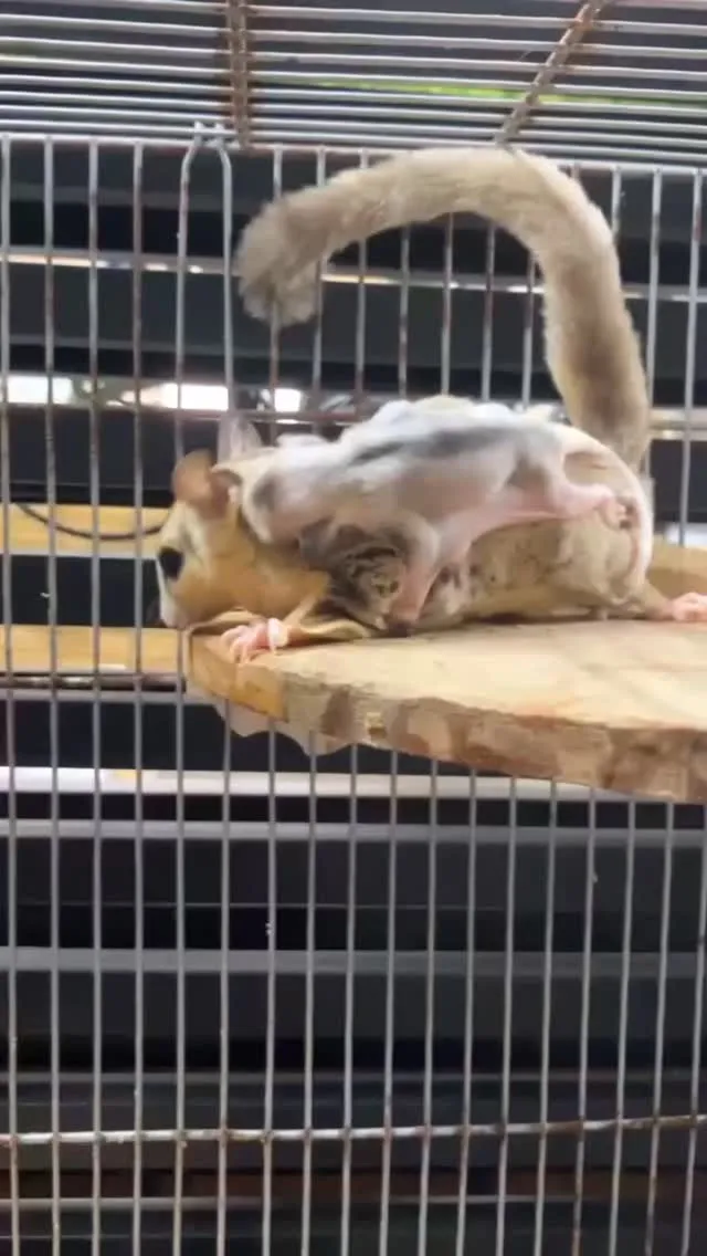 🐿️🍼 お母さんにぎゅっ 🌿