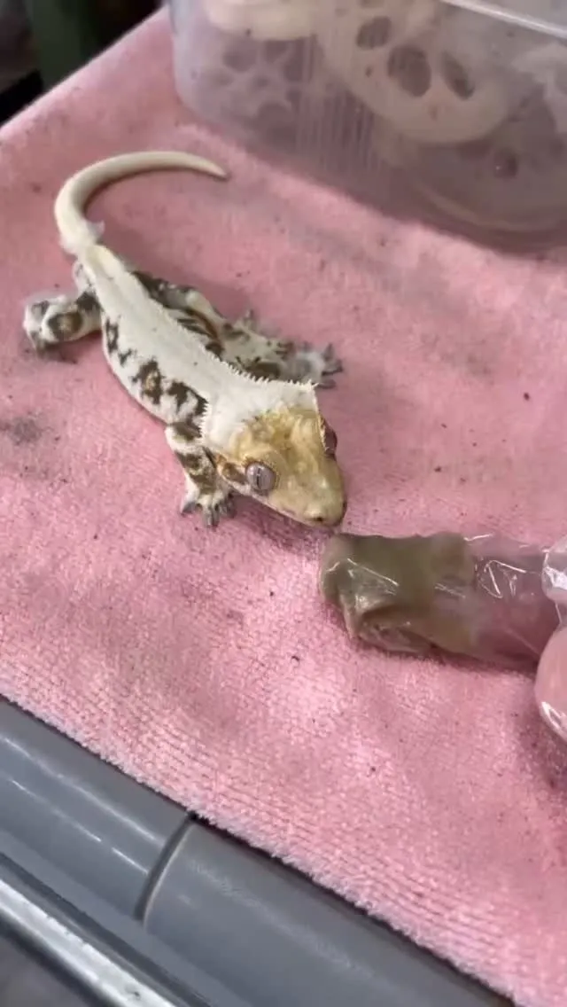 🦎✨ ぺろっと食べるクレス 🌿