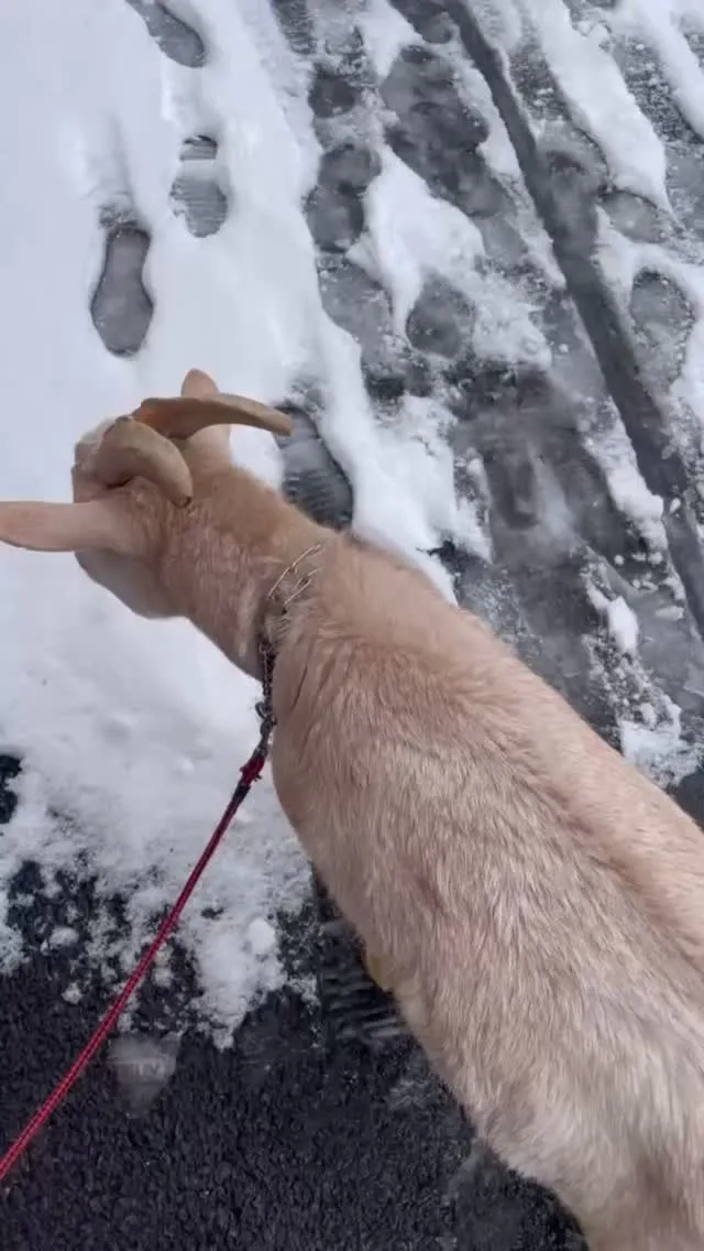 🐐❄️ しらおさんの初雪さんぽ 🌿