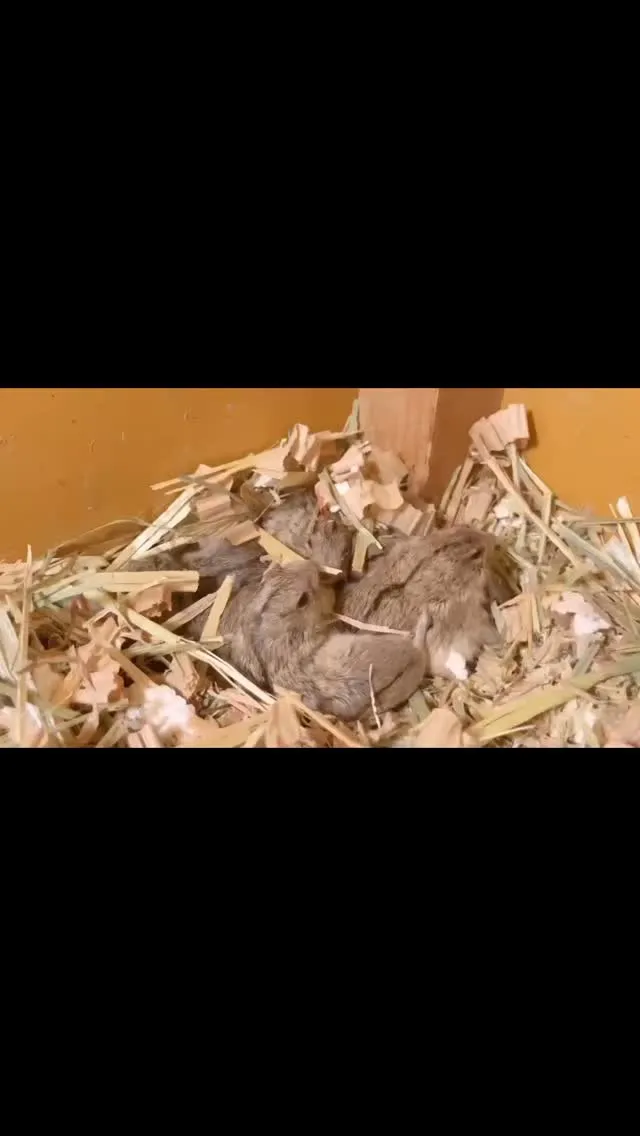 🐭 新しい仲間がやってきました🐭