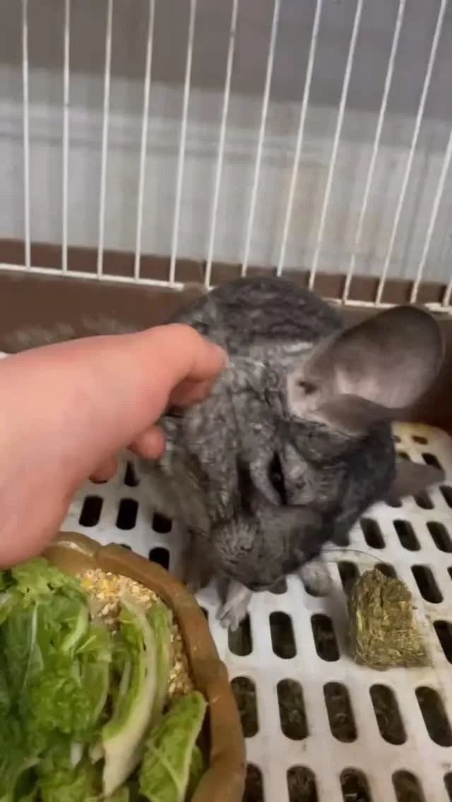 🐭✨ ふわふわチンチラのふれあい🌿