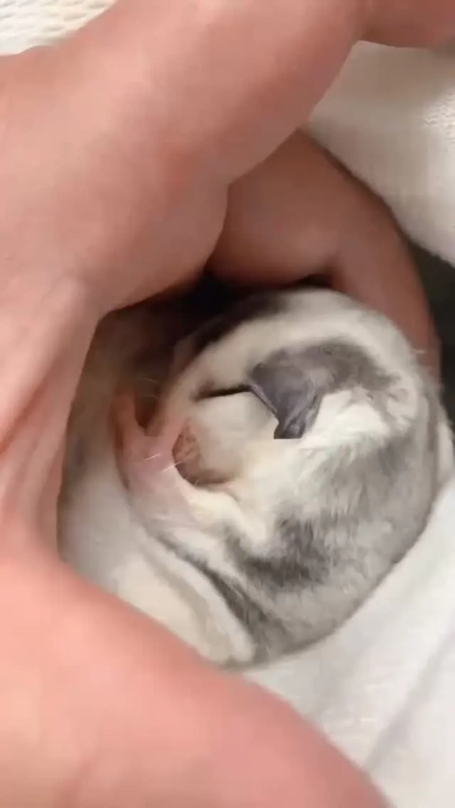 ✨ おやすみモモンガ🌿