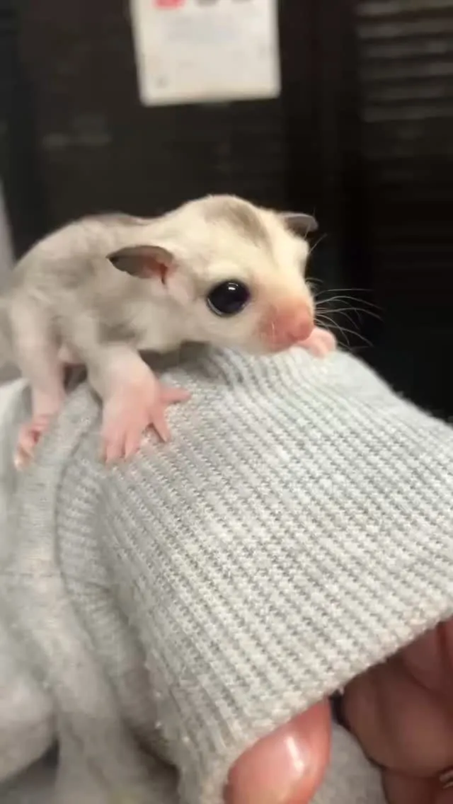 🪶✨ 小さなモモンガ🌿