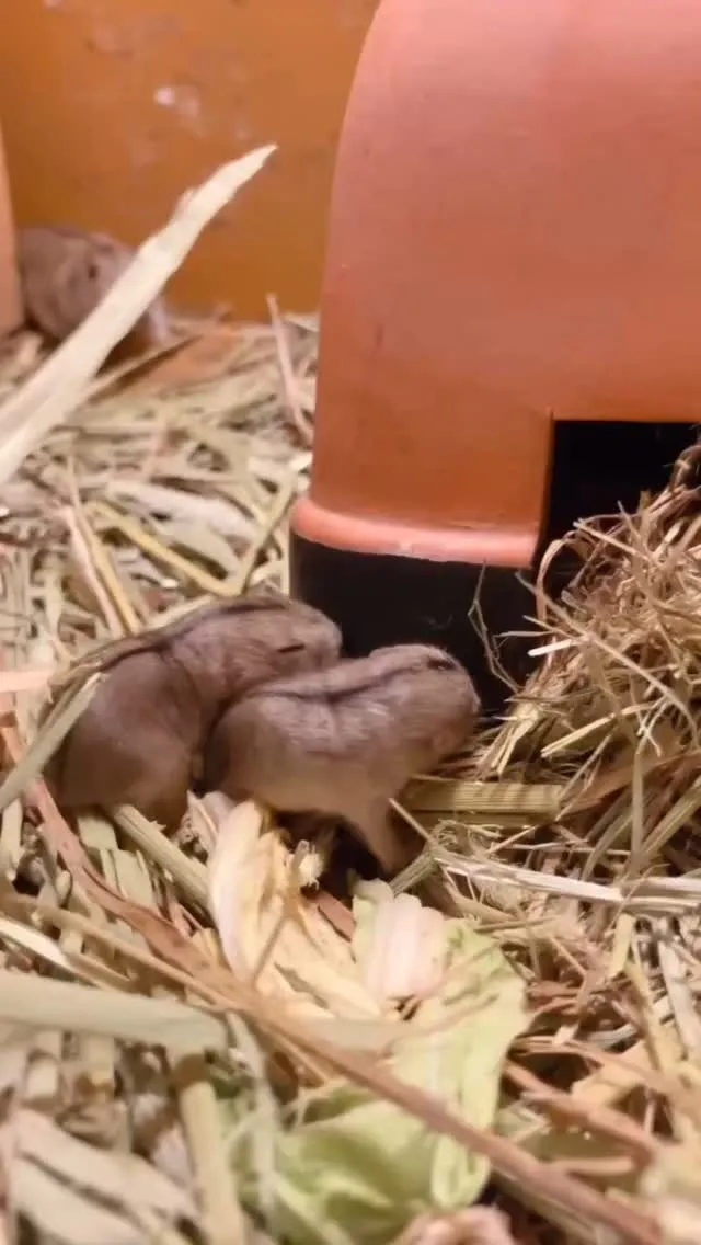 ステップレミングの赤ちゃん🐭