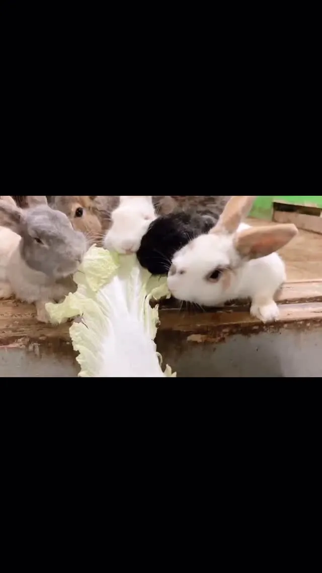 野菜の時間🐰🥬