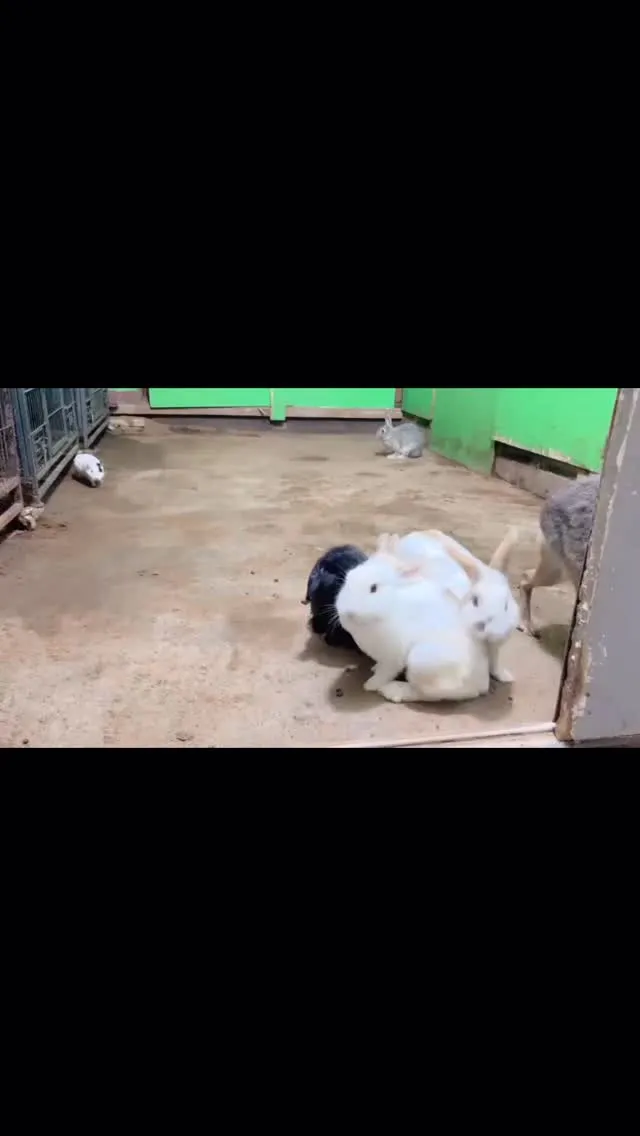 おやつの気配🐰